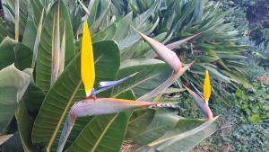 a bunch of plants with yellow and red flowers at Orangeraie du Cap d'Antibes in Antibes