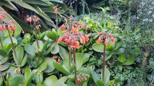 a garden with red flowers and green plants at Orangeraie du Cap d'Antibes in Antibes