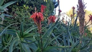a plant with red flowers in a garden at Orangeraie du Cap d'Antibes in Antibes