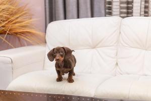 Mascotas con sus dueños en Hotel Torre Azul & Spa - Adults Only