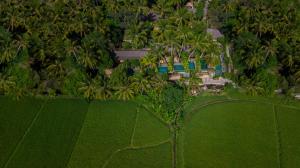 an aerial view of a palm tree in a field at Ubud Padi Villas in Ubud