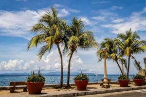 a row of palm trees inront of the ocean at Arabella's Home in Dumaguete