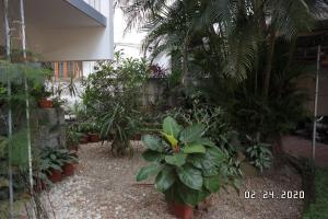 a garden with a bunch of plants in a building at Sandra's Home in Cochin