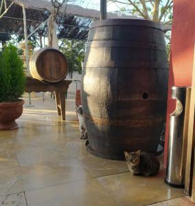 a large brown and white cat standing next to a large brown and white cat at Hotel Sierra de Araceli Lucena in Lucena