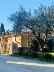 a house with a tree in front of it at Maison La Plaine in Lourmarin
