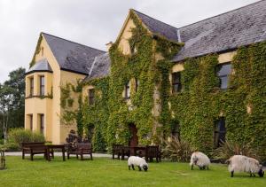 un gruppo di ovini che pascolano sull'erba di fronte a un edificio di Lough Inagh Lodge Hotel a Recess