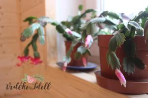 Gallery image of Boutique Vendégház Vidéki Idill Noszvaj in Noszvaj