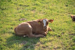 Altri animali domestici presso l'agriturismo o nei dintorni