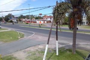 un palmier sur le côté d'une rue dans l'établissement Villa Elisa, La Plata, Apart, à Villa Elisa