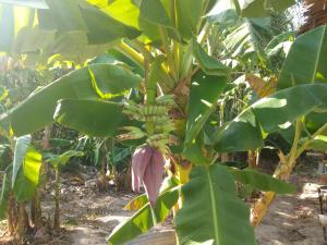 a banana tree with a bunch of bananas on it at Meechok organic home in Ao Nang Beach