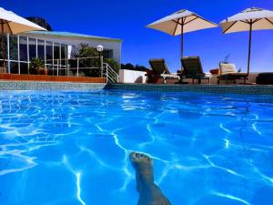 una foca en el agua en una piscina en Diamond House Guesthouse en Ciudad del Cabo