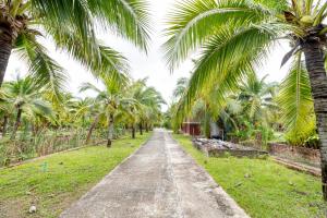 un camino de tierra en un campo con palmeras en M Resort en Songkhla