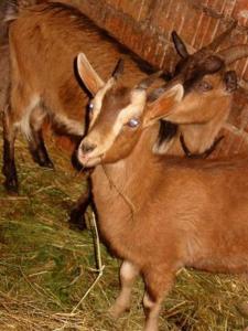 two goats standing next to each other in hay at Reit- und Ferienhof Emstal in Fritzlar