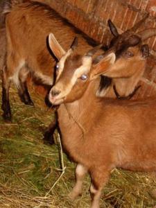 Animale la sau în apropiere de acest apartament