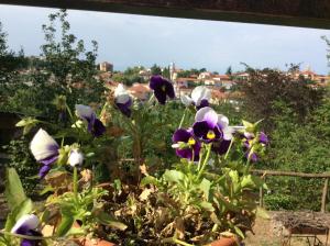 Um jardim no exterior de GUEST HOUSE DAVID