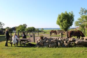 a group of people sitting at a picnic table in a field with horses at Stutteri Ahl near beach and town in Ebeltoft