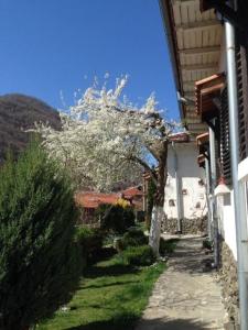 een boom met witte bloemen naast een gebouw bij Къща за гости Спасителна in Brezhani