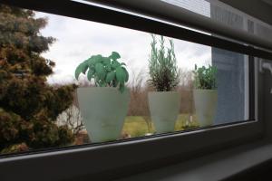 tres macetas sentadas en el alféizar de una ventana en Ferienwohnung am Park, en Erfurt