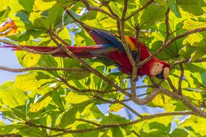 kolorowy ptak posadzony na gałęzi drzewa w obiekcie Las Caletas Lodge w mieście Bahía Drake