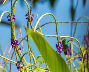 a hummingbird perched on a plant with purple flowers at Las Caletas Lodge in Drake
