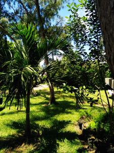 een palmboom in een tuin met groen gras bij Escale in Blue Bay