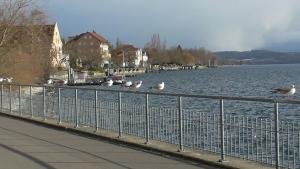 a group of birds sitting on a fence near a body of water at NEU ... in 2 min. am Bodensee in Überlingen