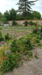 um jardim com muitas plantas e flores em Maison Commandant Blaison em Lapalisse