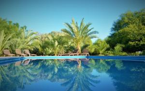 a swimming pool with chairs and palm trees at Estancia del Olivo in Chilecito