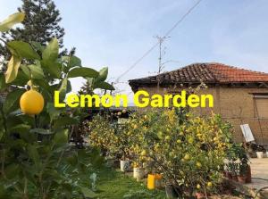 Zahrada ubytování Lemon Garden