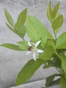 Zahrada ubytování Lemon Garden