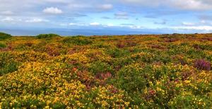 a field full of flowers in a field at Castle Hill Guest House in Lynton