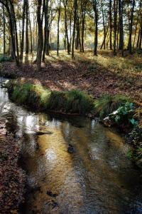 um pequeno riacho numa área arborizada com árvores em Chambres d'hôtes à Pontonx em Buglose