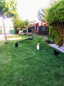 een groep vogels die in het gras staan bij Refugio con Casitas Infantiles in Zamora
