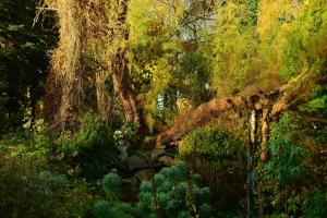 un bosque lleno de árboles y un arroyo en 7viridis, en Dendermonde