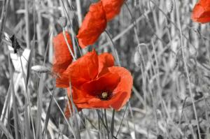 a black and white photo of red poppies at Agriturismo La Filanda in Manerba del Garda