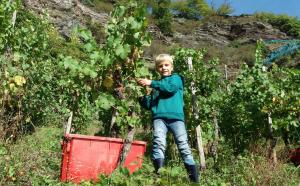 Gallery image of Weinhaus Burg-Schneider in Reil