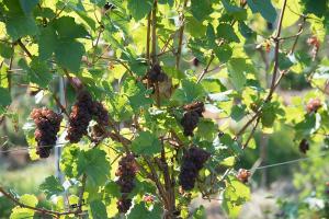 Gallery image of Weinhaus Burg-Schneider in Reil