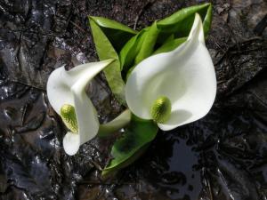 two white flowers sitting on top of some water at Villa Komakusa in Hakuba