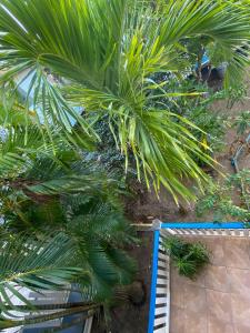 Κήπος έξω από το The Odyssey Resort Utila