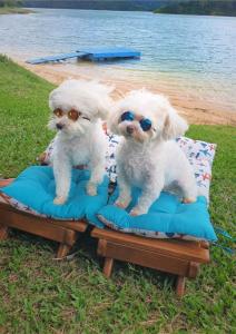 two dogs wearing sunglasses sitting on a blanket on the beach at Marina e Pousada Porto do Sol in Nazaré Paulista