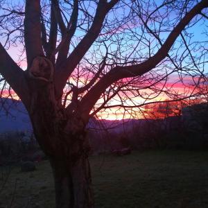 un árbol en un campo con una puesta de sol en el fondo en Agriturismo La Pagliarella, en Caramanico Terme