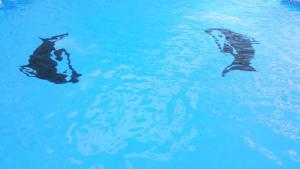 two dolphins are swimming in the blue water at Rare New Marina Hotspot With Pool & Fast Free WIFI - Western Standards - Sheraton Plaza 415 in Hurghada