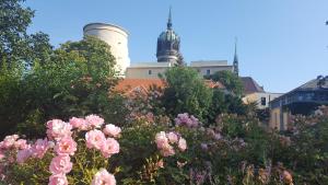 a garden with pink flowers in front of a building at Fewo "Seerose" am Stadtpark in Lutherstadt Wittenberg