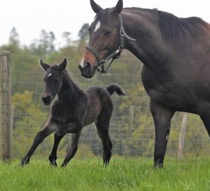a horse standing next to a baby horse in a field at Three Chimneys Farm Accommodation in Goudhurst