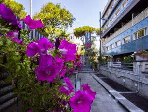 Ein Haufen lila Blumen auf einer Straße in der Unterkunft BV Hotel Oly in Rom