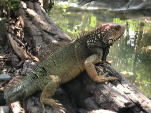 un lagarto sentado en una rama de árbol junto al agua en La Palapa Hut Nature Hostel, en Puerto Jiménez
