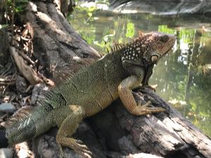 a lizard sitting on a tree branch next to water at La Palapa Hut Nature Hostel in Puerto Jiménez