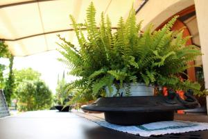 a plant in a pot sitting on a table at Agriturismo Il Barco in Spello