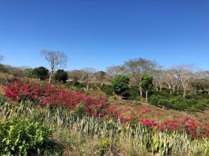 ein Blumenfeld auf einem Hügel mit Bäumen in der Unterkunft Hacienda Uxmal Plantation & Museum in Uxmal