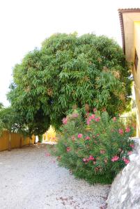 a large tree with pink flowers in front of a building at Mirador Apartments in Willemstad